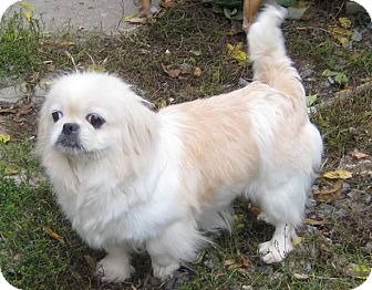 pomeranian mixed with pekingese