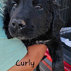 Photo of Curly