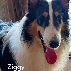 Thumbnail photo of Ziggy #1