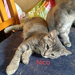 Photo of Nico M.