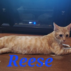 Photo of Reese