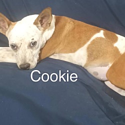 Photo of Cookie