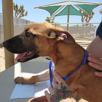 adopt a pet