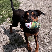 adopt a pet