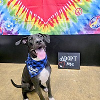 adopt a pet