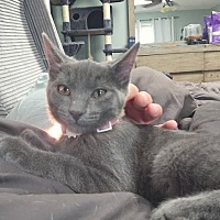 adopt a pet