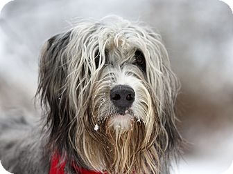 Ile Perrot Qc Briard Meet Doggy A Pet For Adoption Ile Perrot Qc Briard Meet Doggy A