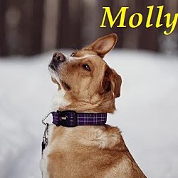 Thumbnail photo of Molly - AP April 2016 #1