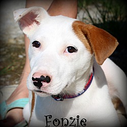 Thumbnail photo of Fonzie~adopted! #2
