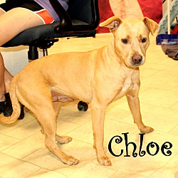 Thumbnail photo of Chloe~adopted! #2