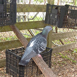 Photo of Pigeons(9)