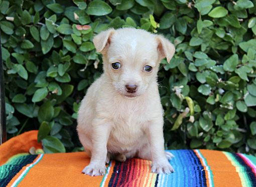 Los Angeles, CA - Chihuahua. Meet Malibu - TeenY TiNy PuP! a Pet for ...