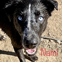 Photo of Nami