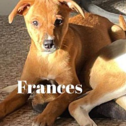 Photo of Frances 1/2 price adoption