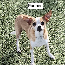 Thumbnail photo of Rueben #1