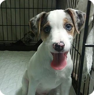 blue jack russell puppies for sale