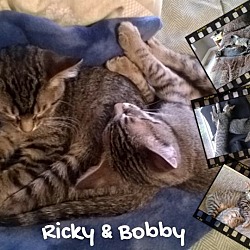 Thumbnail photo of Ricky & Bobby #1