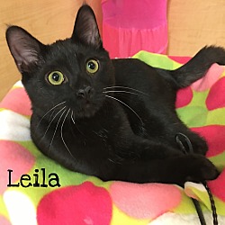 Thumbnail photo of Leila #1