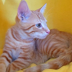 Thumbnail photo of Diamond's kitten - Peridot #2