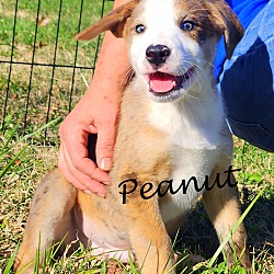 Thumbnail photo of Peanut~adopted! #2