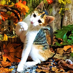 Photo of KITTEN CHRISTINA CHAOS