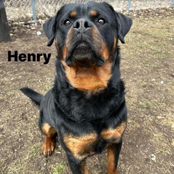 Photo of Henry 240171