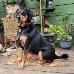 Coos Bay, Or - Labrador Retriever Rottweiler. Meet Daisy A Pet For 