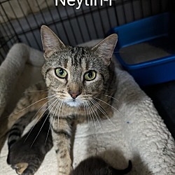 Photo of Neytiri