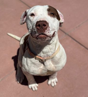 San Luis Obispo, CA - Pit Bull Terrier. Meet Misty a Pet for Adoption ...