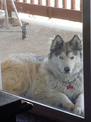 Tehachapi, Ca - Husky Alaskan Malamute. Meet Kahuna A Pet For Adoption 