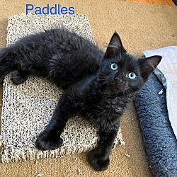 Thumbnail photo of Paddles Paddleman (BONDED PAIR) #1