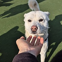 adopt a pet