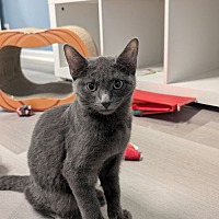 adopt-pet