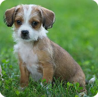 yorkie shih tzu chihuahua mix