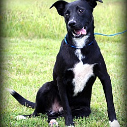 Thumbnail photo of Aaron~adopted! #1