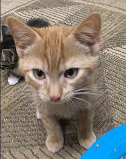 Cats for adoption outlet at petsmart near me