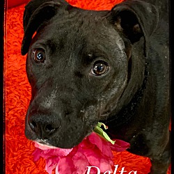 Thumbnail photo of DELTA #3