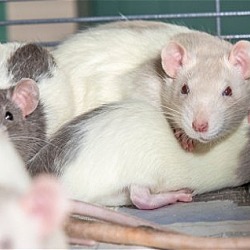 Thumbnail photo of Teen Girl Rats #3