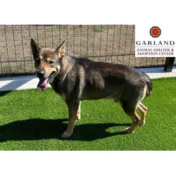 Photo of RAMBO