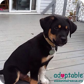 rottweiler heeler mix