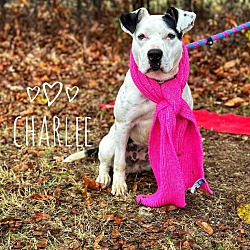 Thumbnail photo of Charlee #3