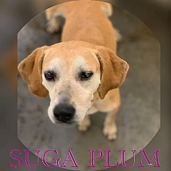 Thumbnail photo of Suga Plum (misty) #4