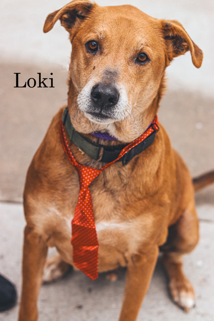 Photo of Loki (FKA Snoodle)