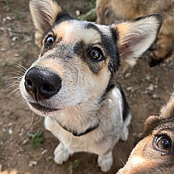 Thumbnail photo of Lilly - Husky/Cattle Dog mix! #3