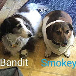 Thumbnail photo of Bandit6 (bonded with Smokey4) #2