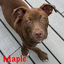 Thumbnail photo of Maple Talbot #2