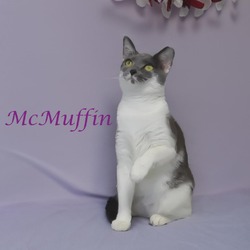 Thumbnail photo of McMuffin C24-269 #2