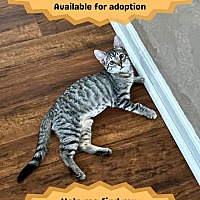 adopt a pet