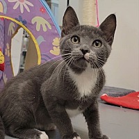 adopt a pet