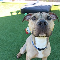 ANCHOR - American Pit Bull Terrier available for adoption